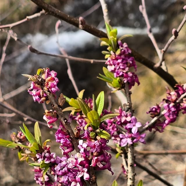 Tysbast er et typisk vårtegn i Ullebergkroken 🌿🌸

#tysbast #sandsvær #nature #flowers @sandsvaer  #Ullebergkroken