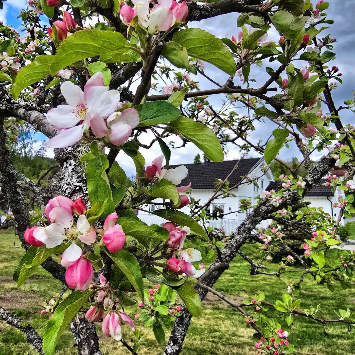 Mye spennende å følge med på denne årstida.  Her blomstrer epletreet🌸

#springtime #applebloom #sandsvær #bygda #norway