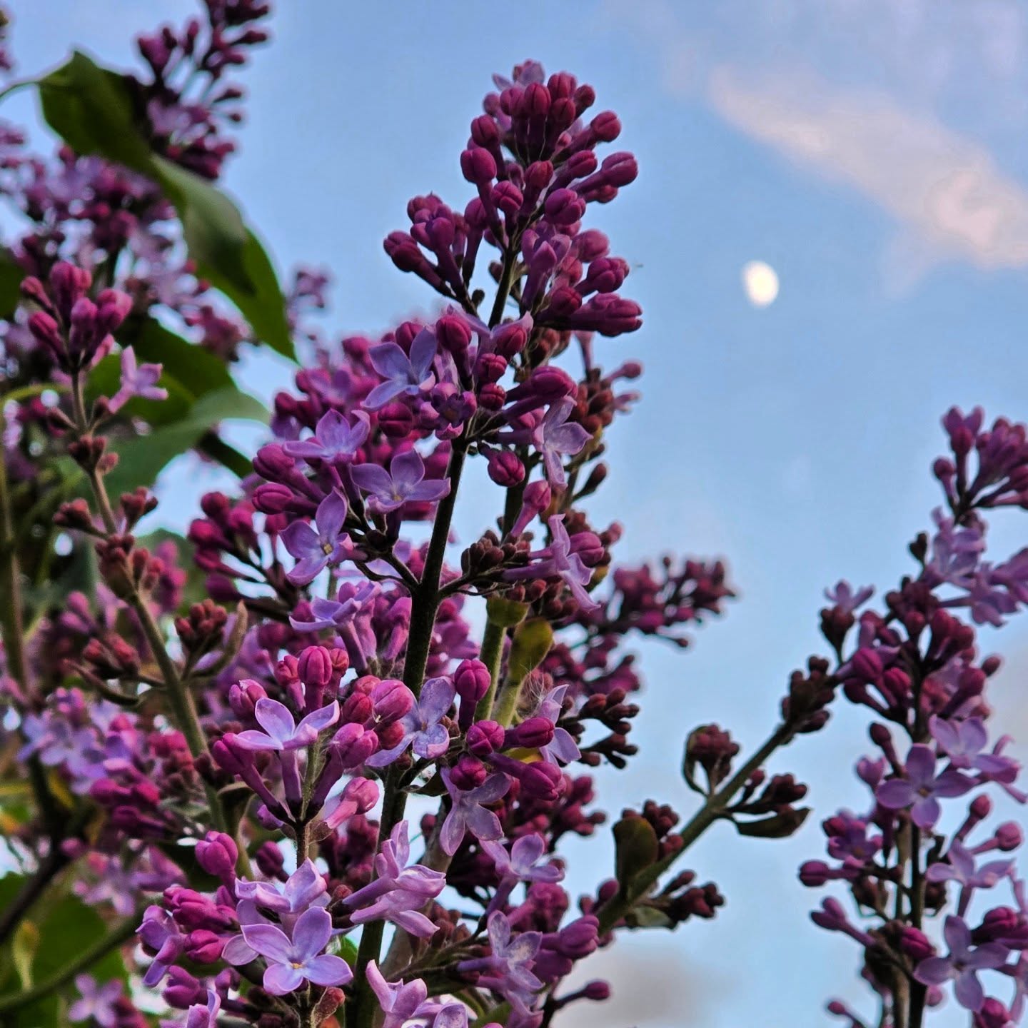 Syrin og månen en kveld i mai 💜🌛

#moon #syrin #sandsvær #norway #springtime